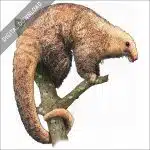 Silky Anteater stock image
