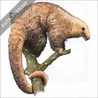 Silky Anteater stock image