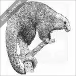 Silky Anteater