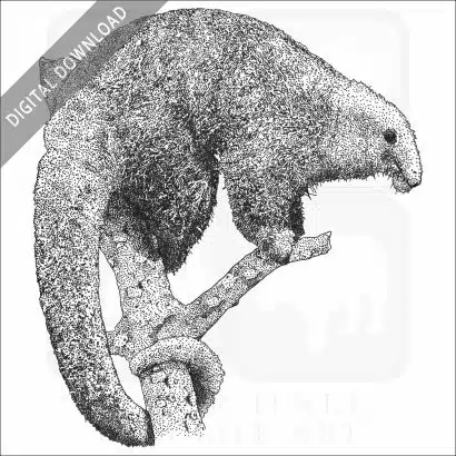 Silky Anteater