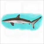 Silky Shark illustration