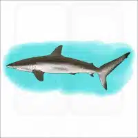 Silky Shark illustration