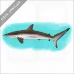 Silky Shark stock image