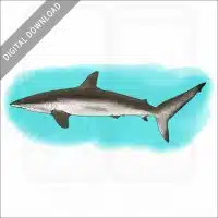 Silky Shark stock image