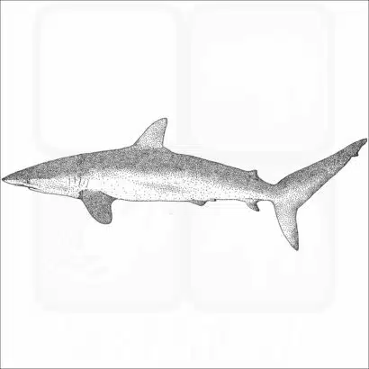 Silky Shark