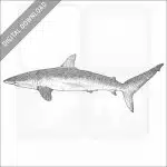 Silky Shark