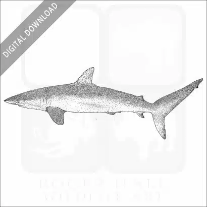 Silky Shark