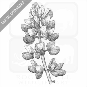 Silver Lupine Flower