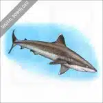 Silvertip Reef Shark stock image