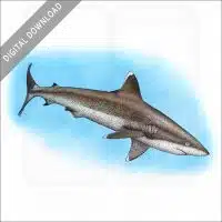 Silvertip Reef Shark stock image