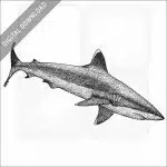 Silvertip Reef Shark