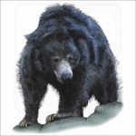 Sloth Bear illustration