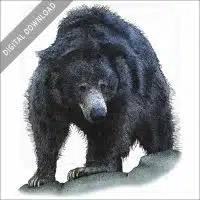 Sloth Bear stock image
