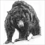 Sloth Bear