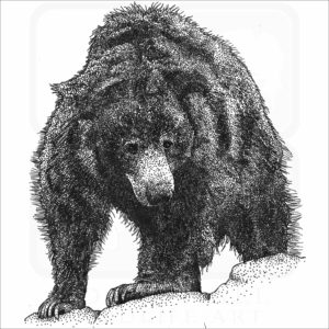 Sloth Bear