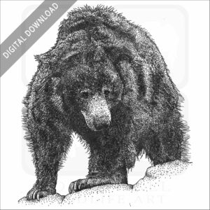 Sloth Bear