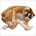 Northern Slow Loris illustration