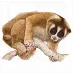 Northern Slow Loris illustration