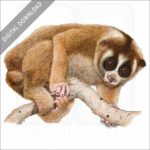 Northern Slow Loris stock image