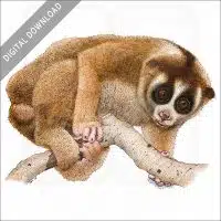 Northern Slow Loris stock image