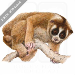 Northern Slow Loris stock image