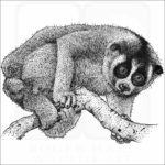Northern Slow Loris