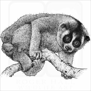 Northern Slow Loris