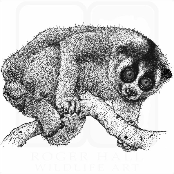 Northern Slow Loris