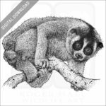 Northern Slow Loris