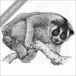 Northern Slow Loris