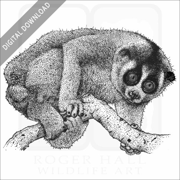 Northern Slow Loris