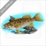 Smallmouth Bass stock image