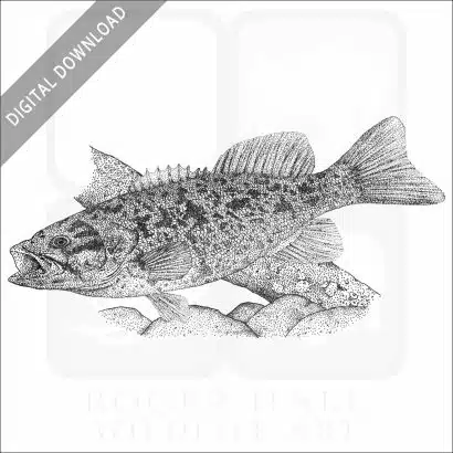 Smallmouth Bass