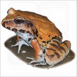 Smoky Jungle Frog illustration