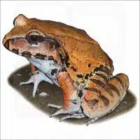 Smoky Jungle Frog illustration