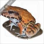 Smoky Jungle Frog stock image