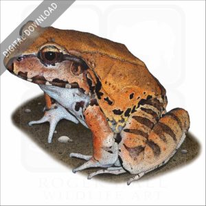 Smoky Jungle Frog stock image