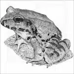 Smoky Jungle Frog