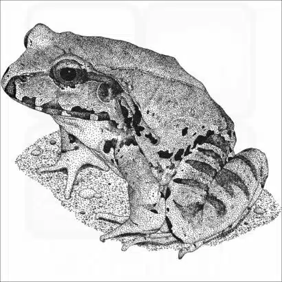 Smoky Jungle Frog