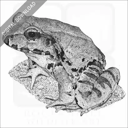Smoky Jungle Frog