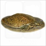 Smooth Softshell Turtle illustration