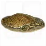 Smooth Softshell Turtle illustration