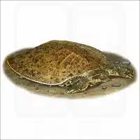 Smooth Softshell Turtle illustration