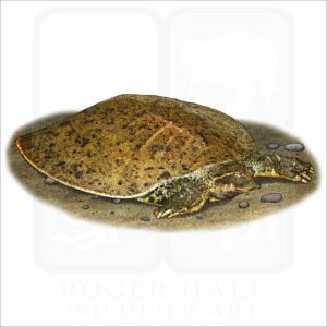 Smooth Softshell Turtle illustration