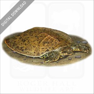 Smooth Softshell Turtle stock image
