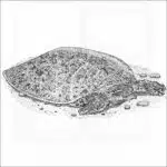 Smooth Softshell Turtle