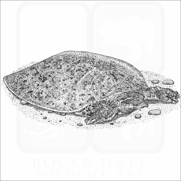 Smooth Softshell Turtle