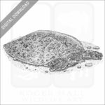 Smooth Softshell Turtle