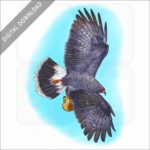 Snail Kite stock image