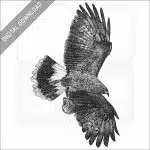 Snail Kite